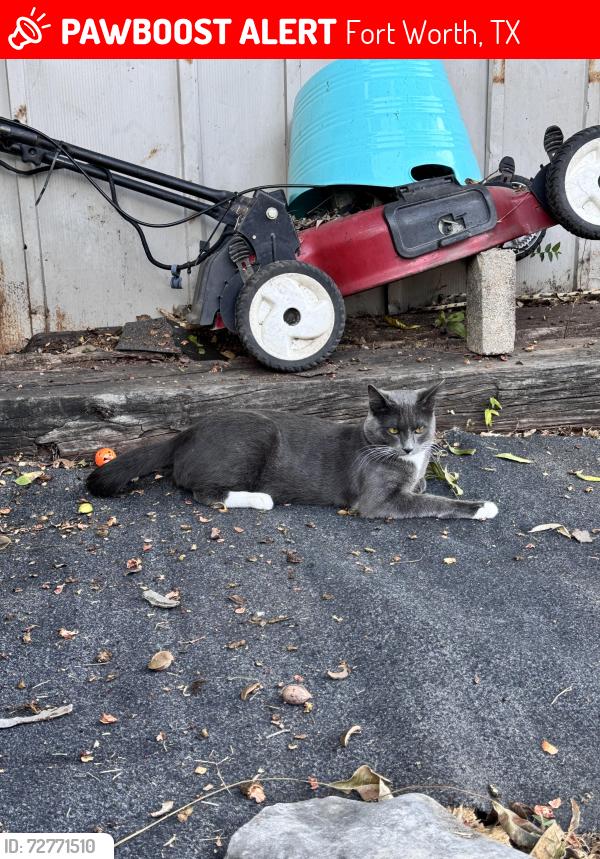 Lost Male Cat last seen Chapman, Fort Worth, TX 76182