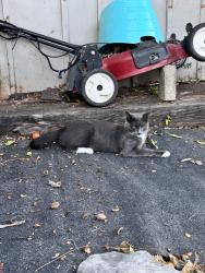 Lost Male Cat last seen Chapman, Fort Worth, TX 76182