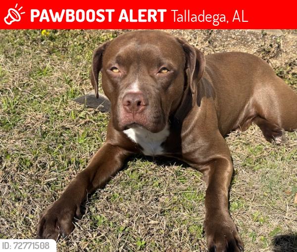 Lost Male Dog last seen Near Renfroe Road Talladega, AL 35160, Talladega, AL 35160