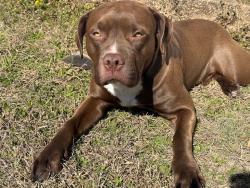 Lost Male Dog last seen Near Renfroe Road Talladega, AL 35160, Talladega, AL 35160