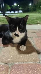 Found/Stray Male Cat last seen nicholson gateway apartments, Baton Rouge, LA 70802