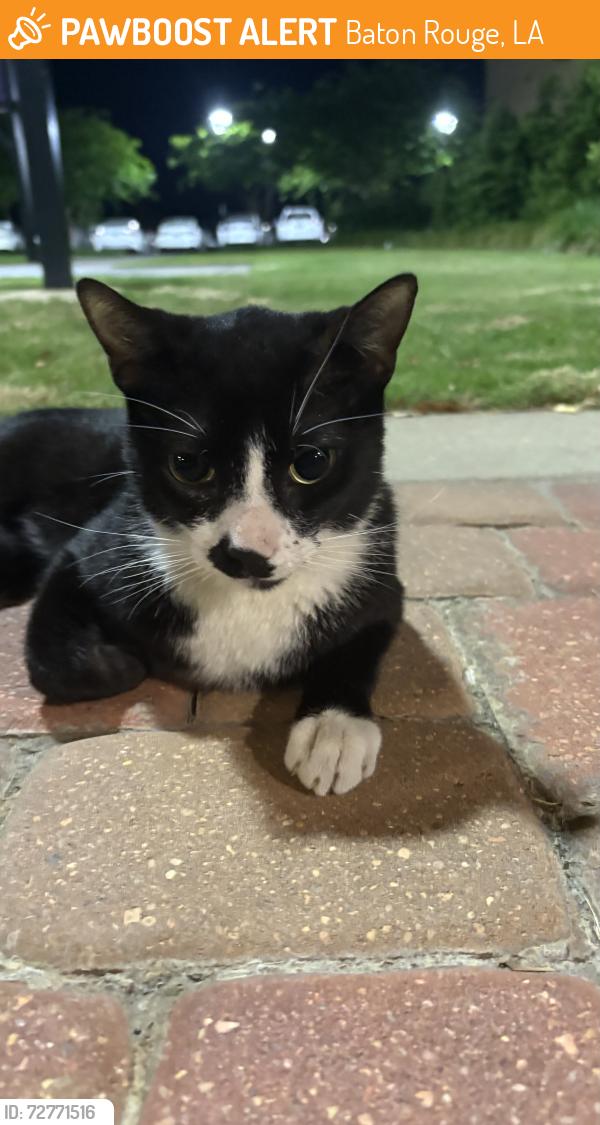 Found/Stray Male Cat last seen nicholson gateway apartments, Baton Rouge, LA 70802