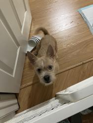 Found/Stray Male Dog last seen Inside Meyer Park on Cypresswood , Spring, TX 77379