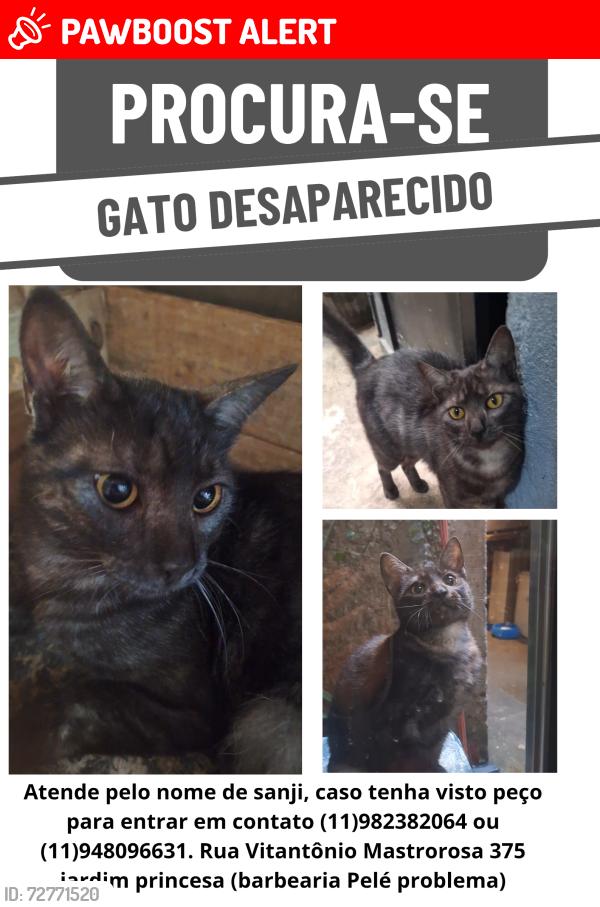 Lost Male Cat last seen Rua Vitantônio Mastrorosa 375, Jardim Vista Alegre, SP 02856-080