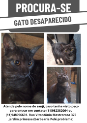 Lost Male Cat last seen Rua Vitantônio Mastrorosa 375, Jardim Vista Alegre, SP 02856-080