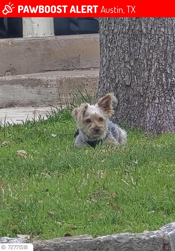 Lost Male Dog last seen Riata Neighborhood , Austin, TX 78727