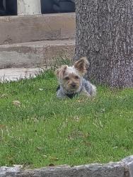 Lost Male Dog last seen Riata Neighborhood , Austin, TX 78727