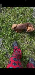 Lost Male Dog last seen Baron, Lord dr, count dr, St. Louis, MO 63136