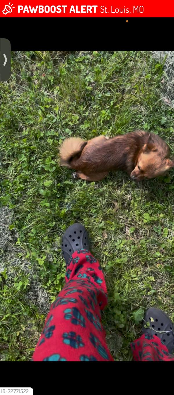 Lost Male Dog last seen Baron, Lord dr, count dr, St. Louis, MO 63136