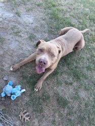 Found/Stray Male Dog last seen H Bullard Hope Mills NC ( Grays Creek), Gray's Creek, NC 28348