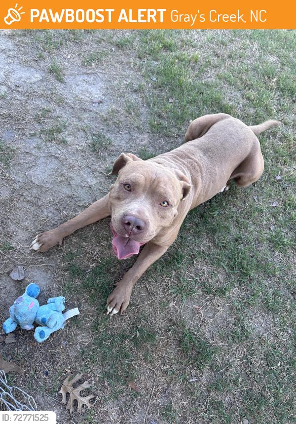 Found/Stray Male Dog last seen H Bullard Hope Mills NC ( Grays Creek), Gray's Creek, NC 28348