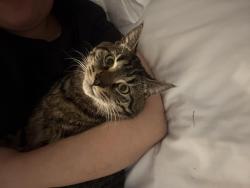 Lost Male Cat last seen Near verde dr, Colorado Springs, CO 80910