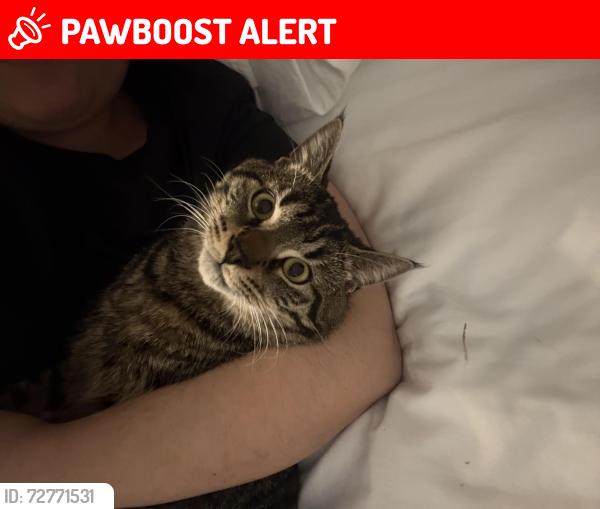 Lost Male Cat last seen Near verde dr, Colorado Springs, CO 80910