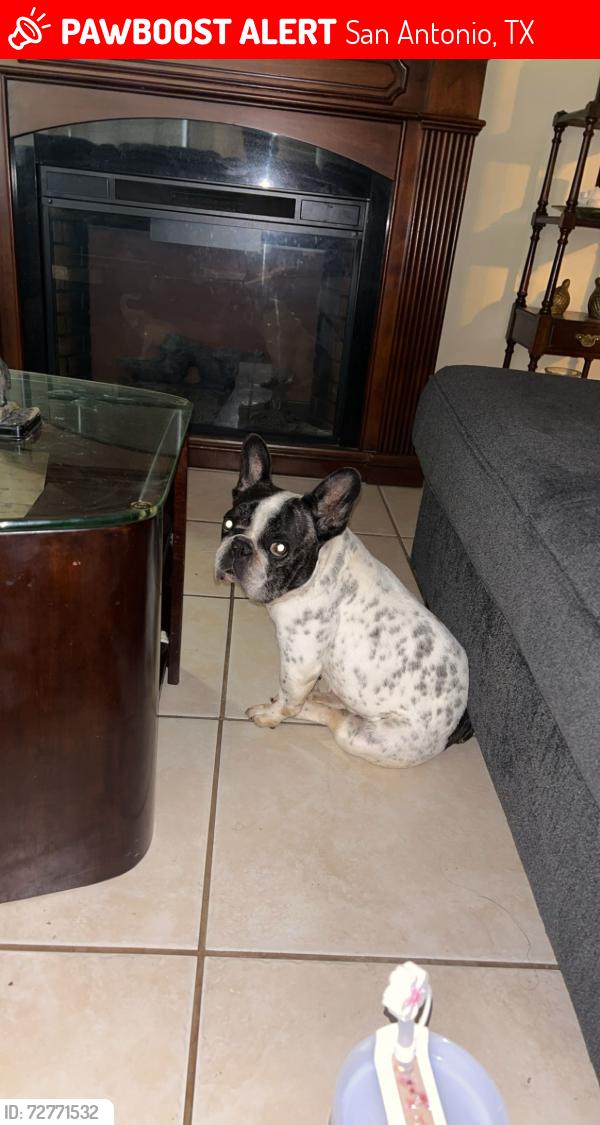 Lost Female Dog last seen Keck and Lansing lane, San Antonio, TX 78207