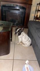 Lost Female Dog last seen Keck and Lansing lane, San Antonio, TX 78207