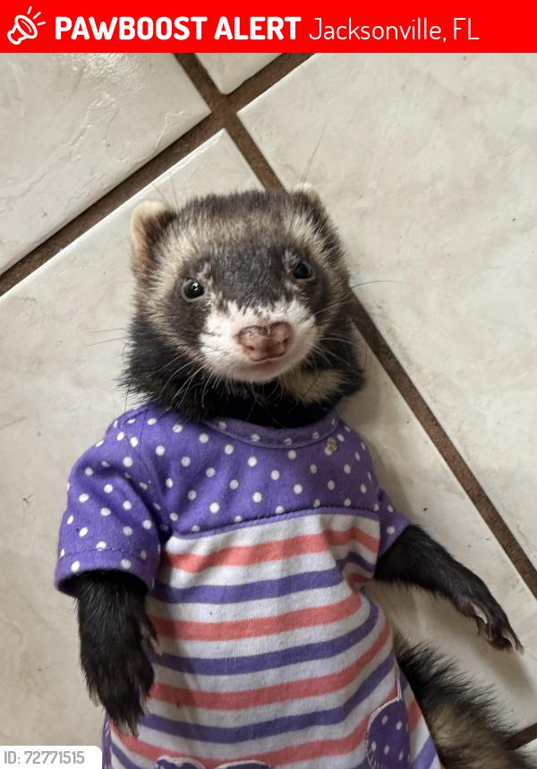 Lost Male Ferret last seen Girvin rd, Jacksonville, FL 32225