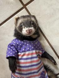 Lost Male Ferret last seen Girvin rd, Jacksonville, FL 32225