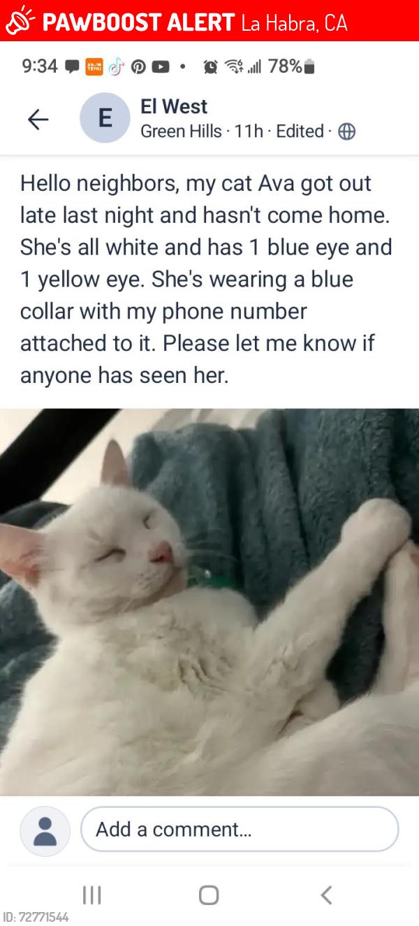 Lost Female Cat last seen Grayville Dr, La Habra, CA 90604