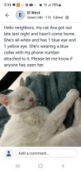 Lost Female Cat last seen Grayville Dr, La Habra, CA 90604