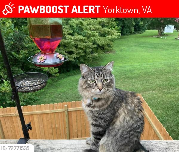 Lost Female Cat last seen riverwalk s , Yorktown, VA 23690