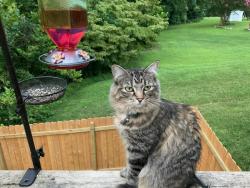 Lost Female Cat last seen riverwalk s , Yorktown, VA 23690