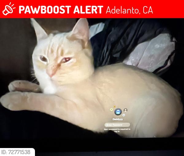 Lost Male Cat last seen Caughlin rd el mirage rd adelanto ca, Adelanto, CA 92301