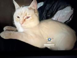 Lost Male Cat last seen Caughlin rd el mirage rd adelanto ca, Adelanto, CA 92301