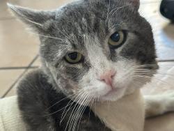 Lost Male Cat last seen Beach blvd , Anaheim, CA 92804