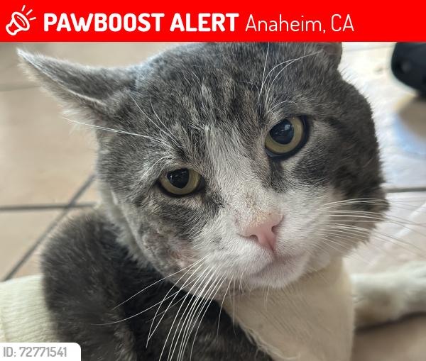 Lost Male Cat last seen Beach blvd , Anaheim, CA 92804