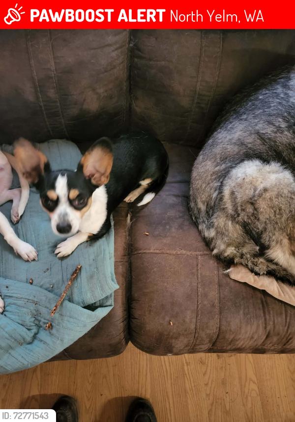 Lost Male Dog last seen PortOrford blvd se and heather lane, North Yelm, WA 98597
