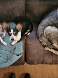 Lost Male Dog last seen PortOrford blvd se and heather lane, North Yelm, WA 98597