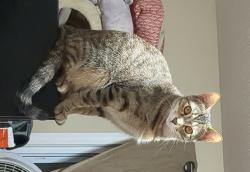Lost Female Cat last seen Crosstown, Dela Palma, edgington, Williamsburg, OH 45176