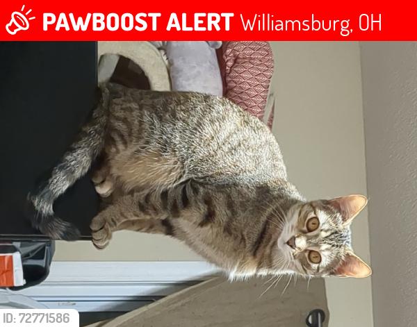 Lost Female Cat last seen Crosstown, Dela Palma, edgington, Williamsburg, OH 45176