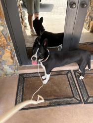 Found/Stray Female Dog last seen Ivanhoe ests sw ranches , Southwest Ranches, FL 33028