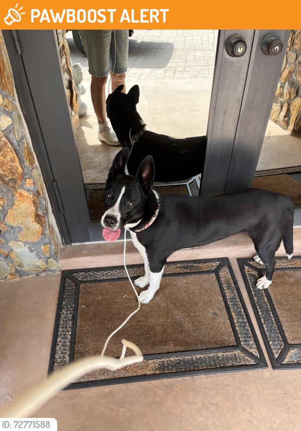 Found/Stray Female Dog last seen Ivanhoe ests sw ranches , Southwest Ranches, FL 33028