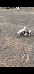 Lost Female Dog last seen Near , El Paso, TX 79938