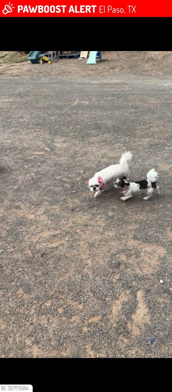Lost Female Dog last seen Near , El Paso, TX 79938