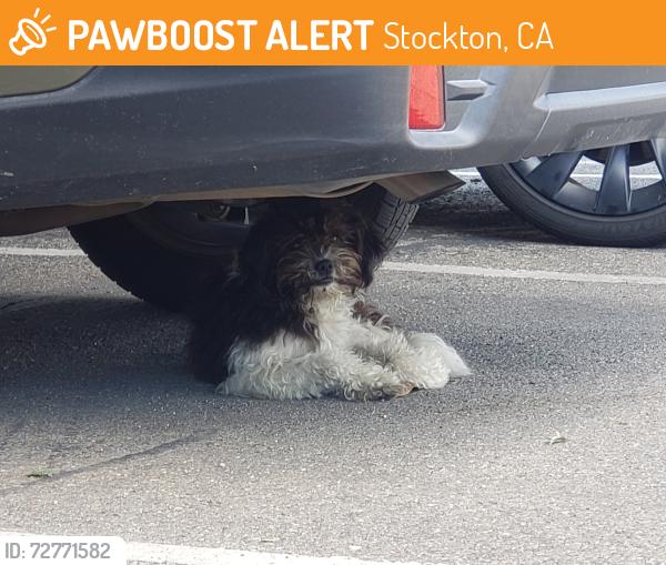 Found/Stray Unknown Dog last seen Pershing , Stockton, CA 95207
