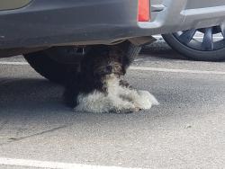 Found/Stray Unknown Dog last seen Pershing , Stockton, CA 95207