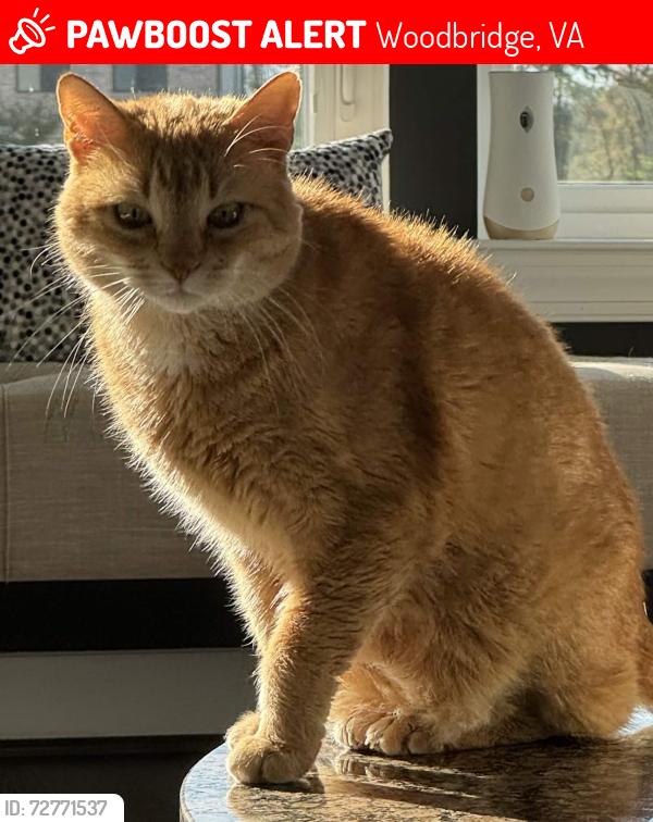 Lost Male Cat last seen Occoquan Bay National Wildlife Refuge, Belmont Bay Harbor Marina, Potomac Science Center - GMU, Woodbridge, VA 22191