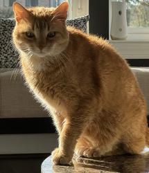 Lost Male Cat last seen Occoquan Bay National Wildlife Refuge, Belmont Bay Harbor Marina, Potomac Science Center - GMU, Woodbridge, VA 22191