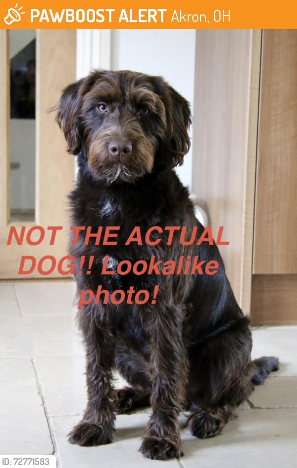 Found/Stray Male Dog last seen Wildwood Ave. , Akron, OH 44320