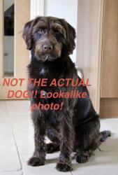 Found/Stray Male Dog last seen Wildwood Ave. , Akron, OH 44320