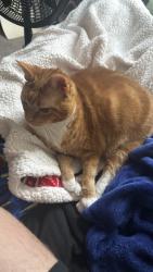 Lost Female Cat last seen Near Keaton springs drive Lakeland Florida , Lakeland, FL 33811