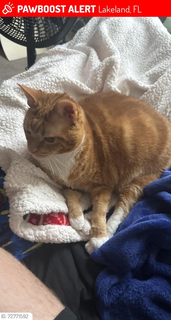 Lost Female Cat last seen Near Keaton springs drive Lakeland Florida , Lakeland, FL 33811