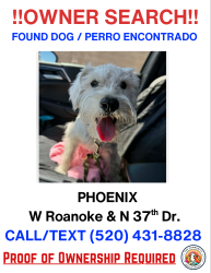 Found/Stray Male Dog last seen Roanoke and 37th Dr., Phoenix, AZ 85009