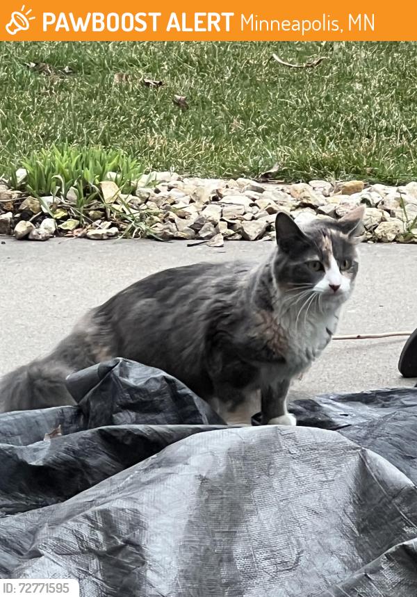 Found/Stray Female Cat last seen 89th and Kentucky , Minneapolis, MN 55445