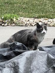 Found/Stray Female Cat last seen 89th and Kentucky , Minneapolis, MN 55445