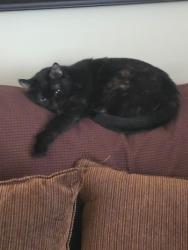 Lost Female Cat last seen Old Yorkville Rd. Near Roses store, Dallas, GA 30157