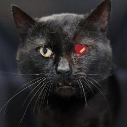 Shelter Stray Male Cat last seen COMPLEX AT 8611 DATAPOINT DR, San Antonio, TX 78227